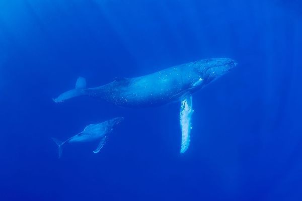 South Pacific-Tonga Humpback whale mother and calf close-up